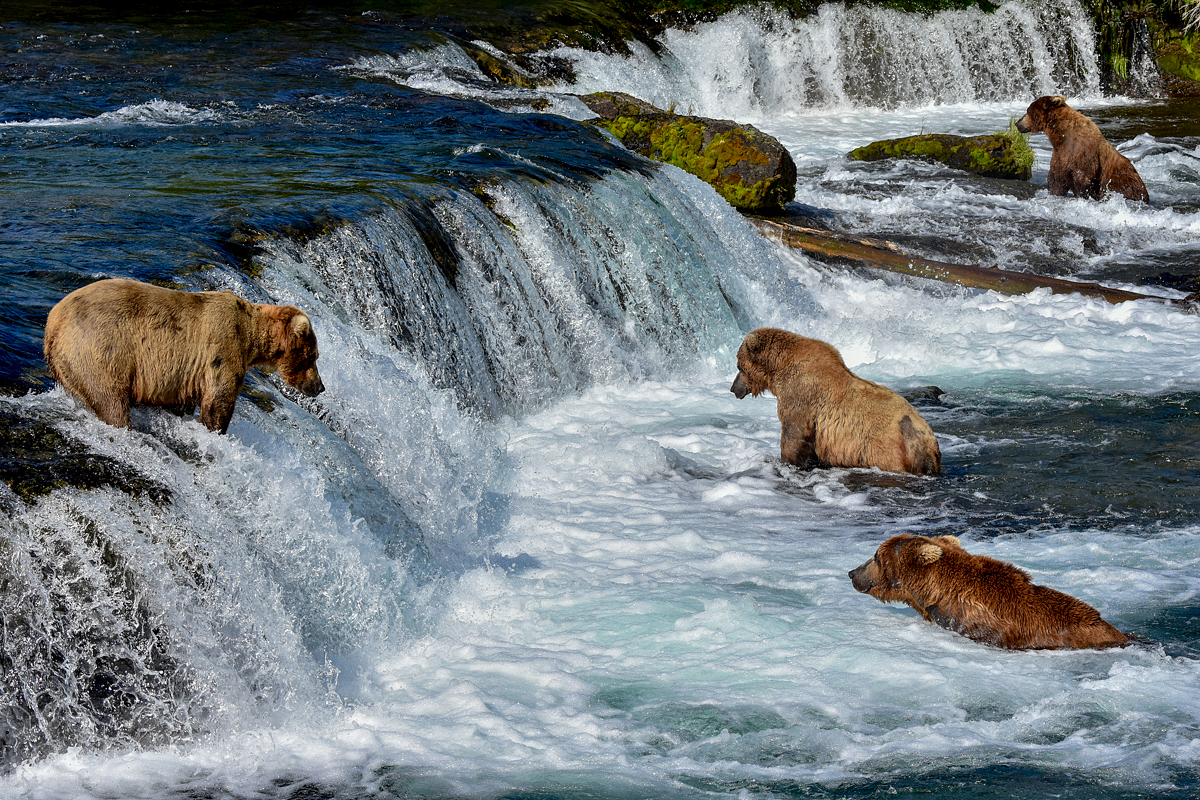 Waiting for the Salmon