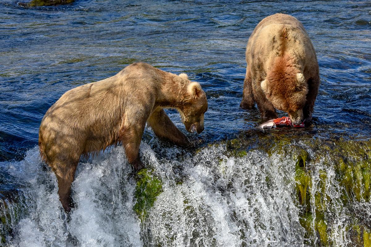 Beadnose (409) & Grazer (128)