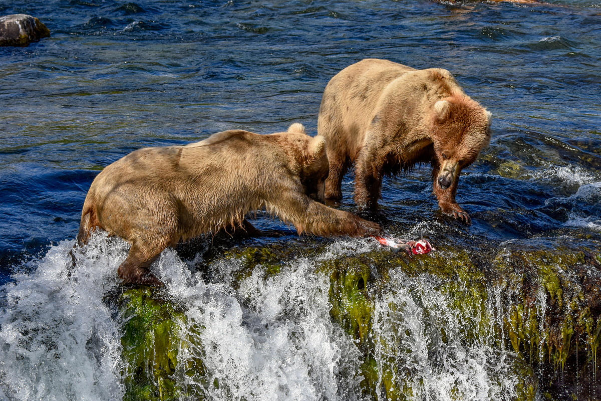 Beadnose (409) and Grazer (128)