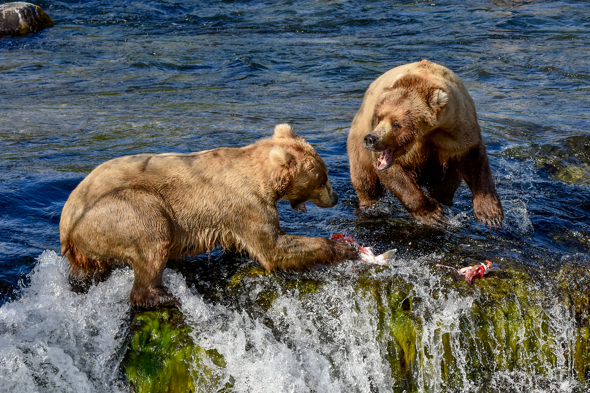 Beadnose (409) and Grazer (128)