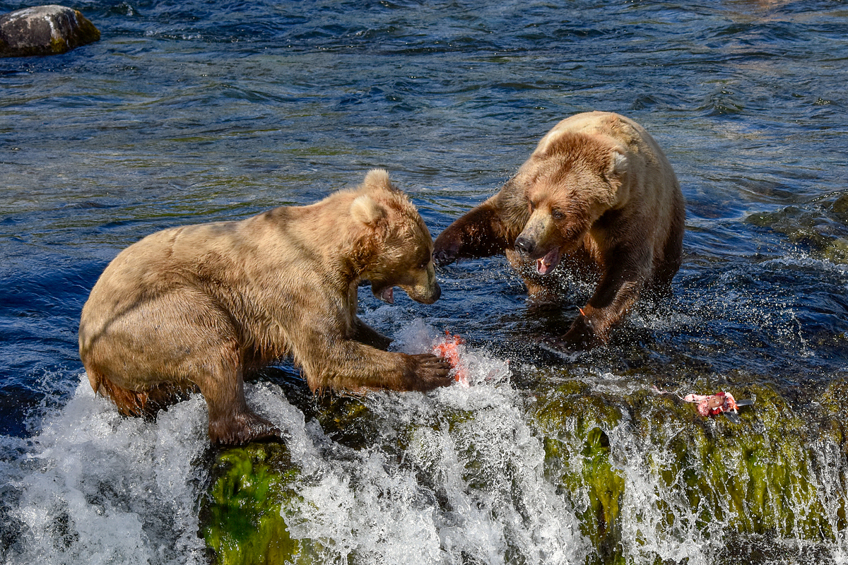 Beadnose (409) and Grazer (128)