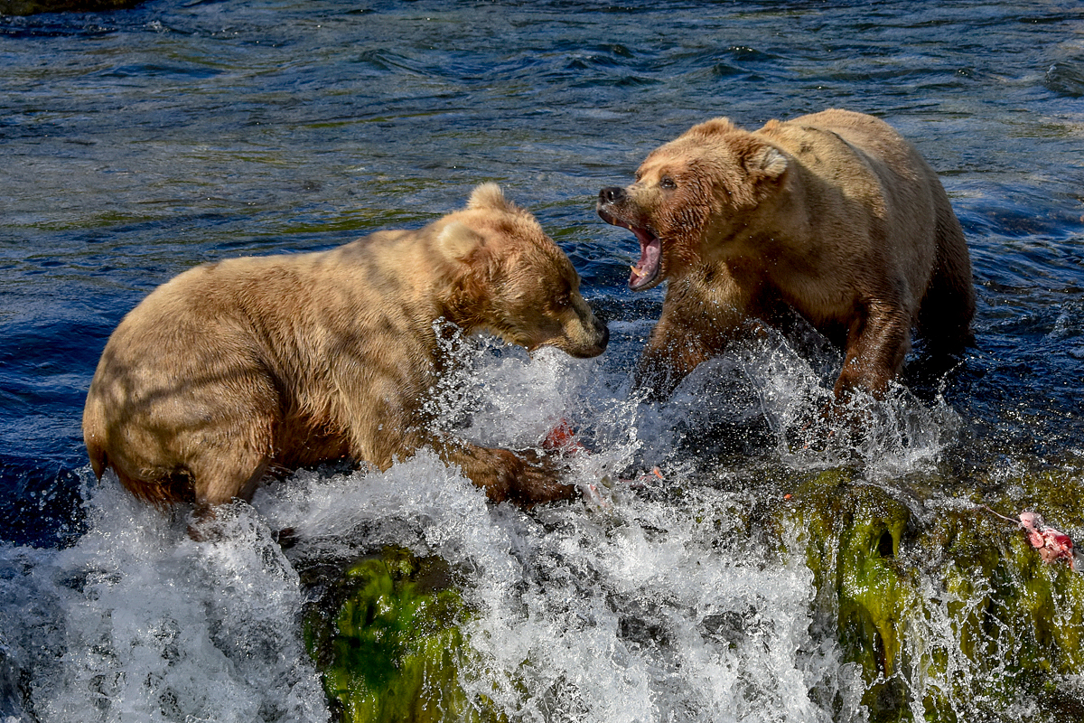 Beadnose (409) and Grazer (128)