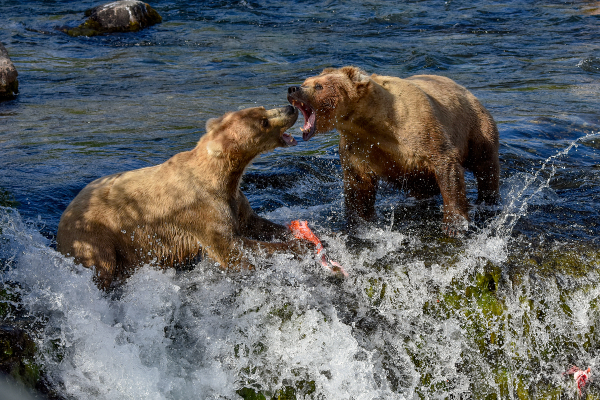 Beadnose (409) and Grazer (128)