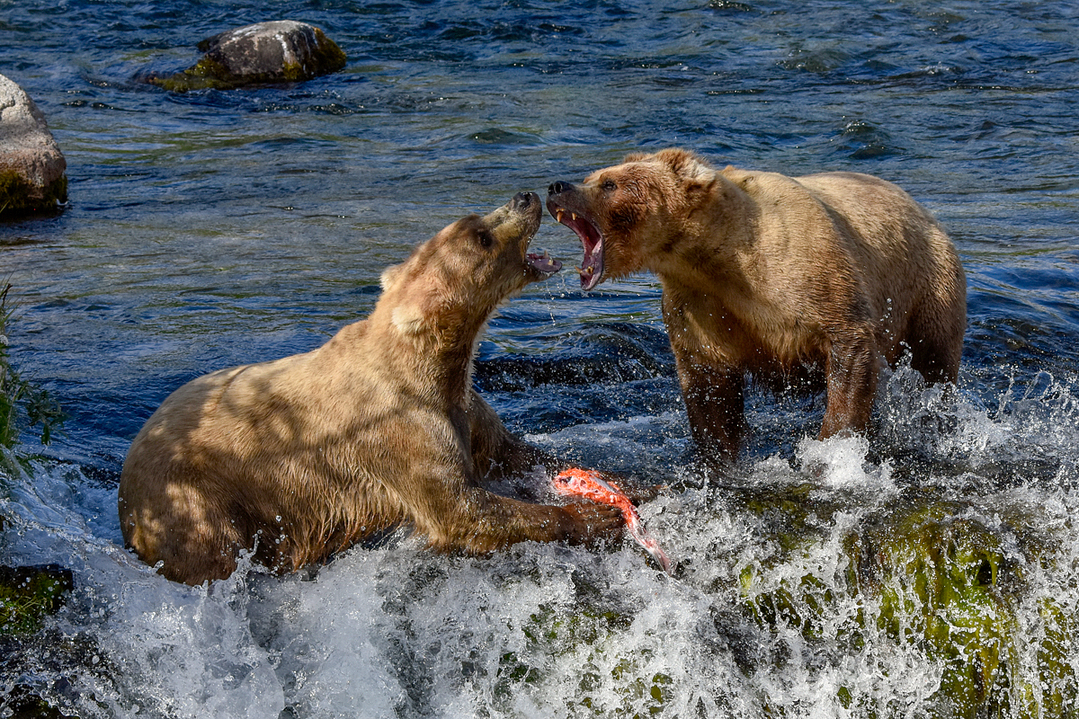 Beadnose (409) and Grazer (128)