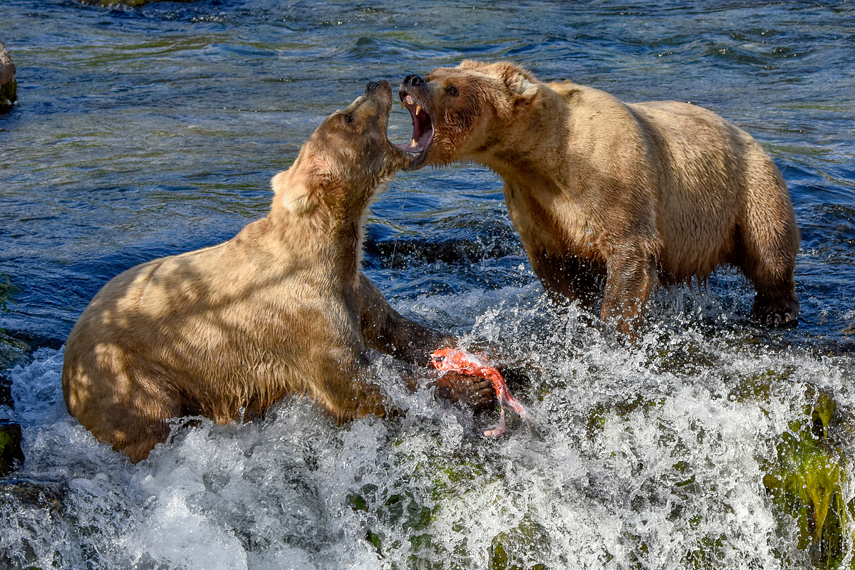 Beadnose (409) & Grazer (128)