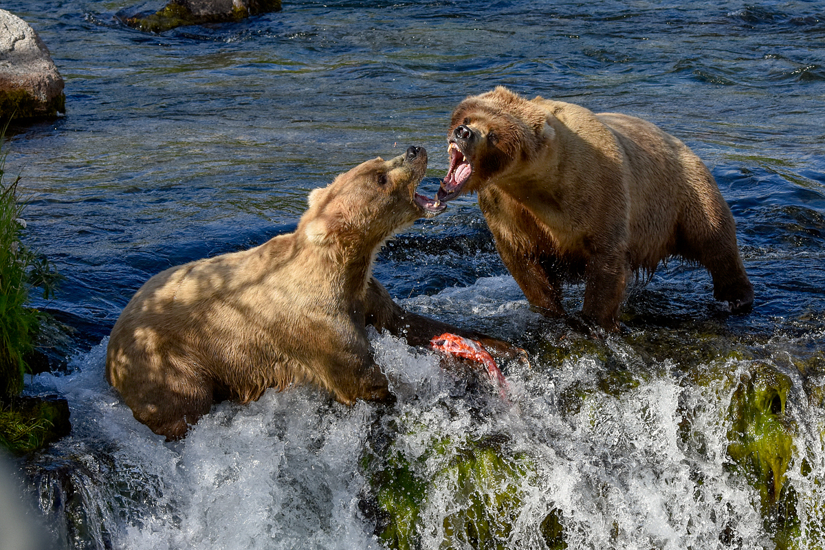 Beadnose (409) and Grazer (128)