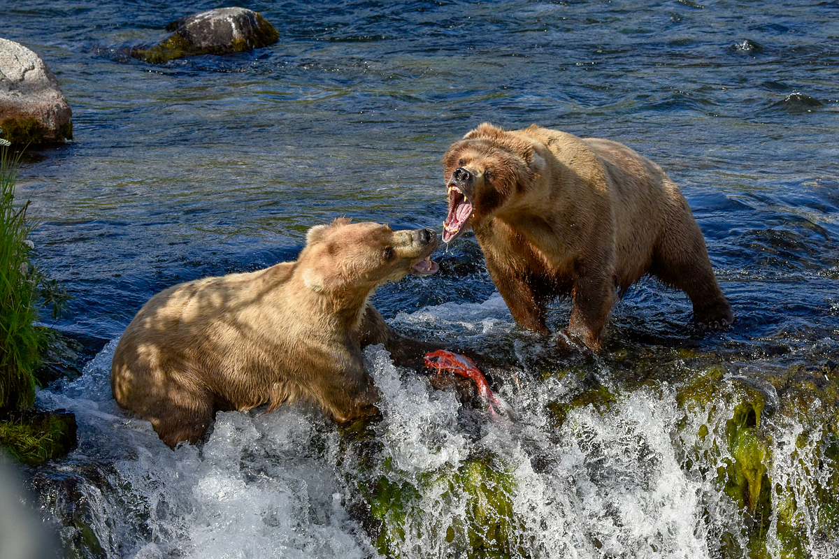 Beadnose (409) and Grazer (128)