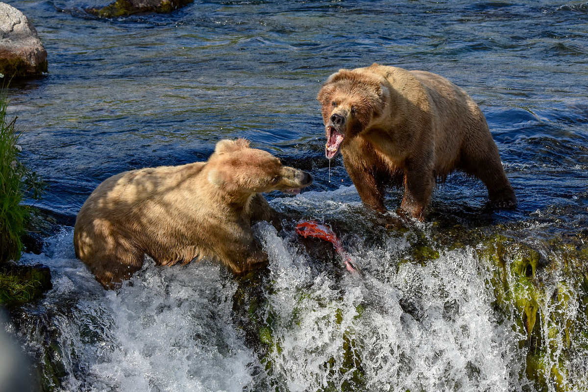 Beadnose (409) and Grazer (128)