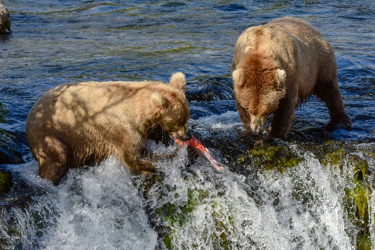 Beadnose (409) & Grazer (128)