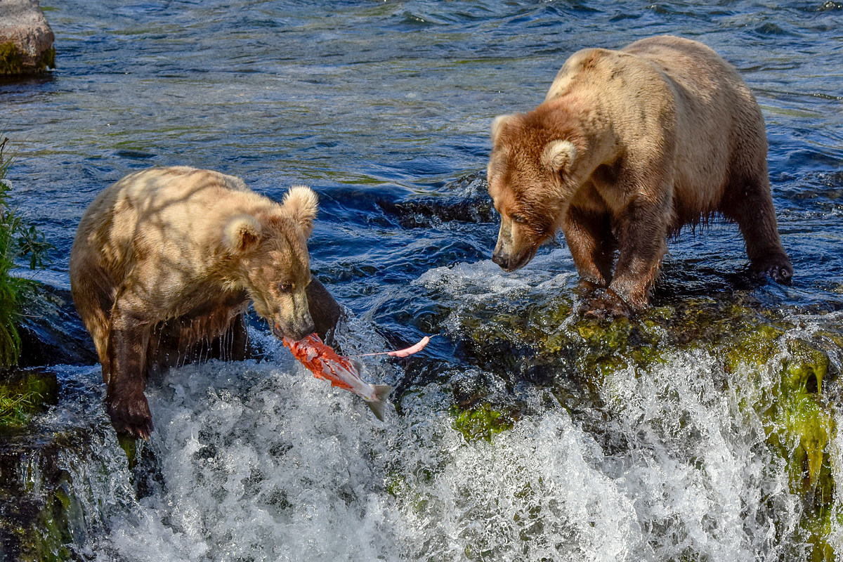 Beadnose (409) & Grazer (128)