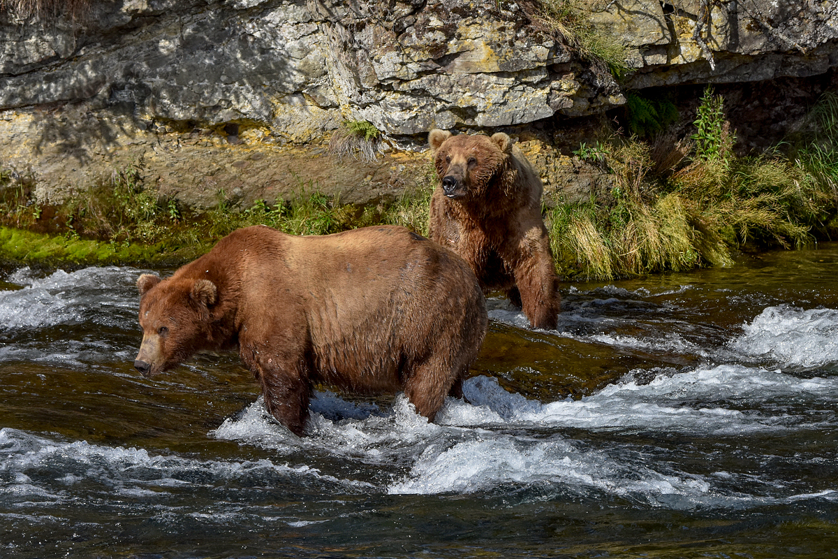 Scare D Bear (755) and Chunk (32)