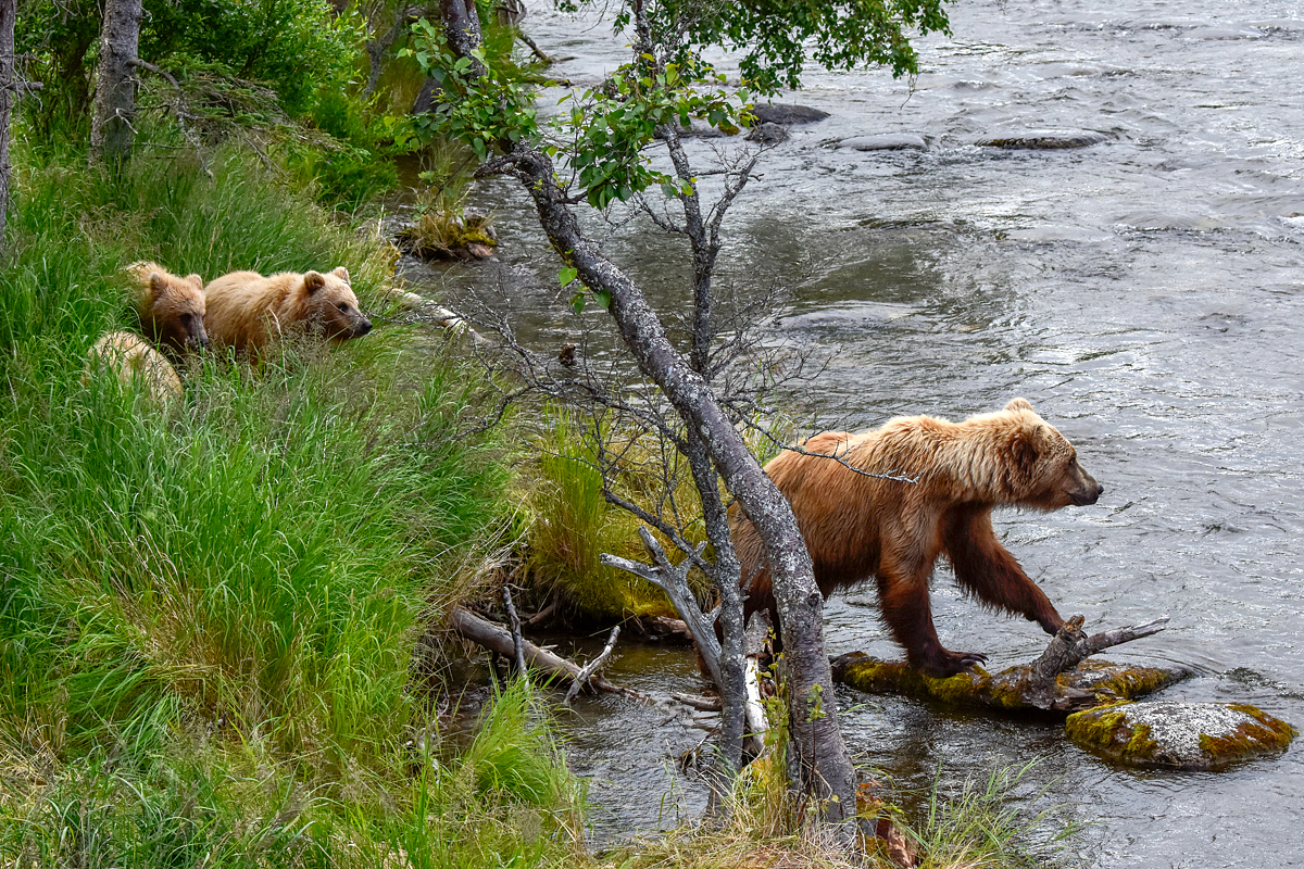 132 and cubs at the Riffles