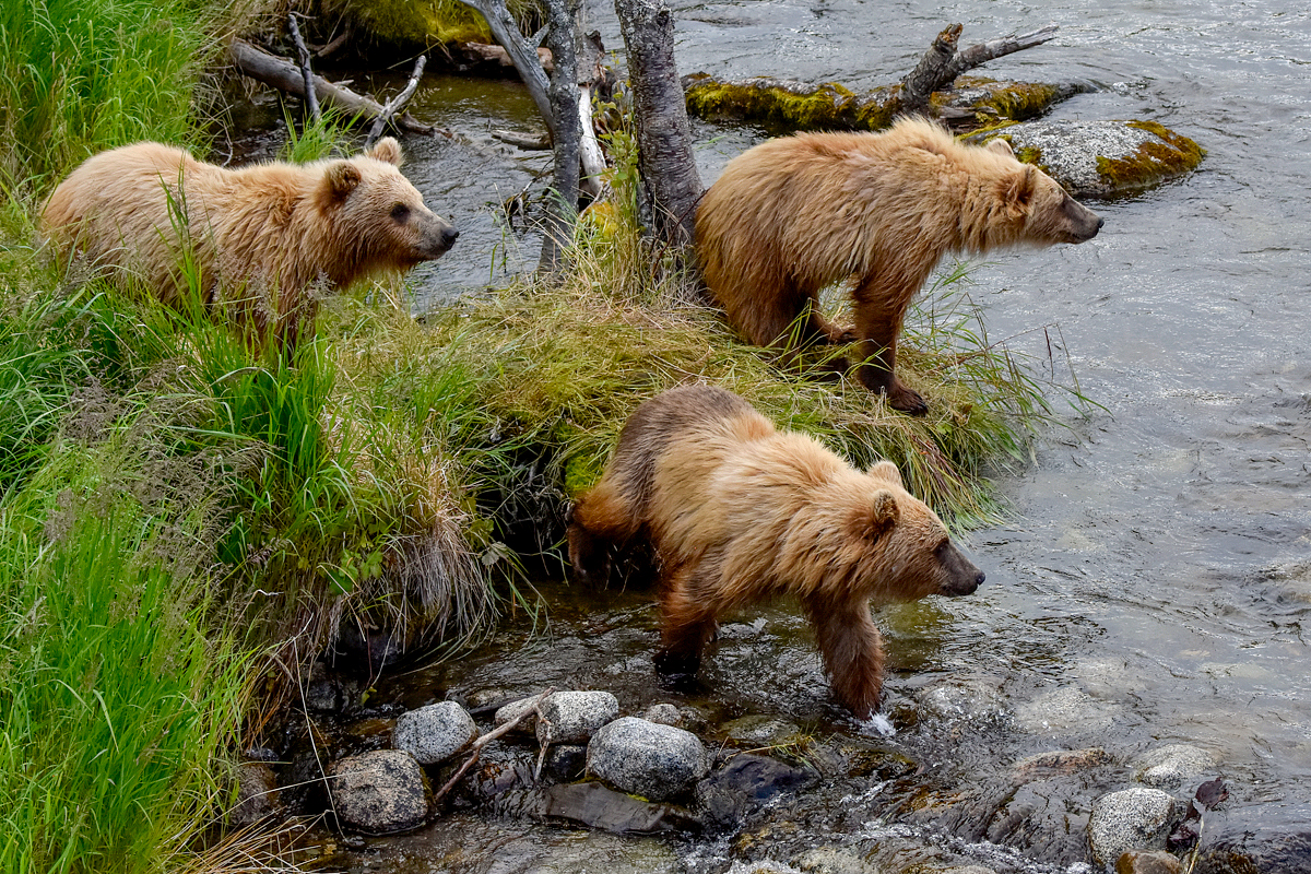 132 and cubs at the Riffles