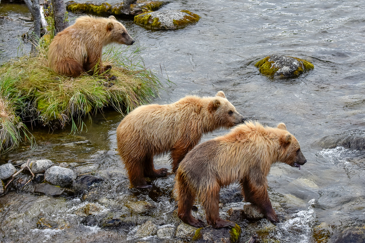 132 and cubs at the Riffles