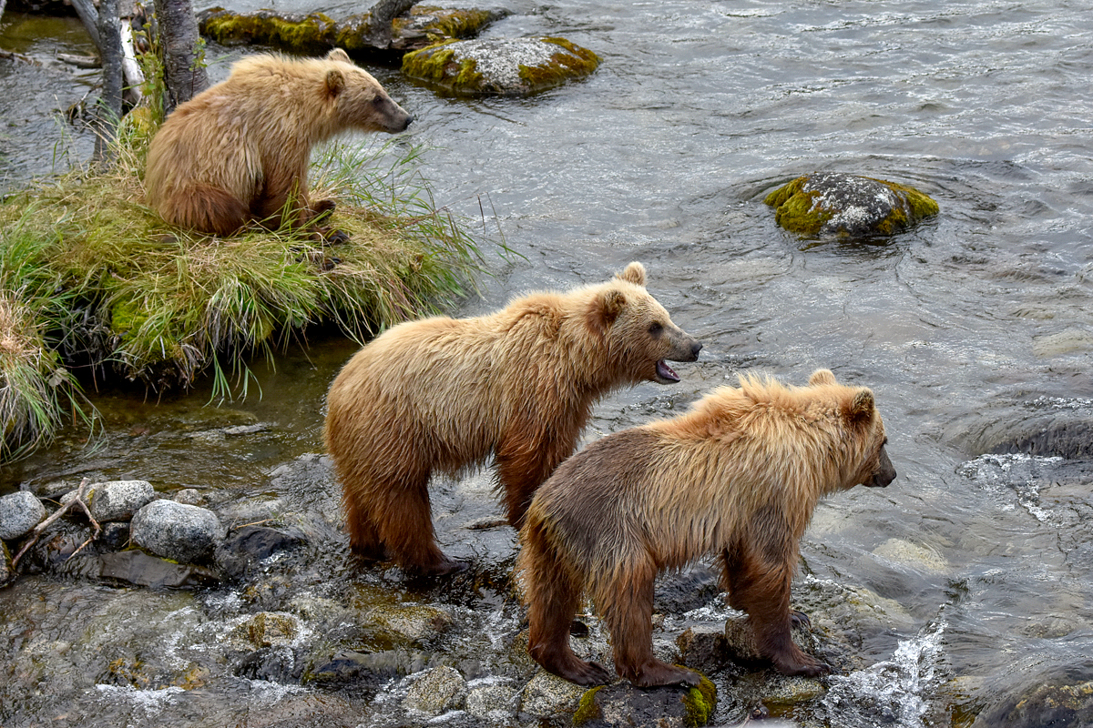 132 and cubs at the Riffles