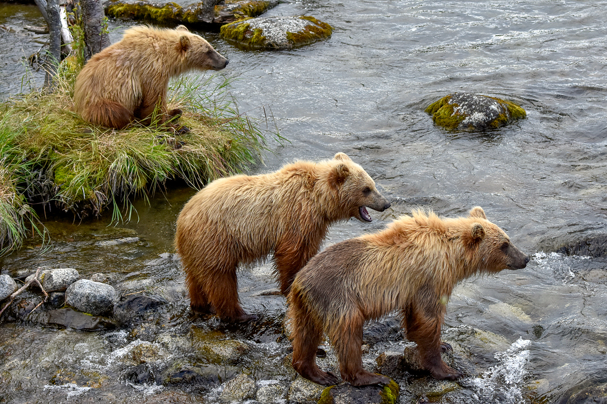 132 and cubs at the Riffles