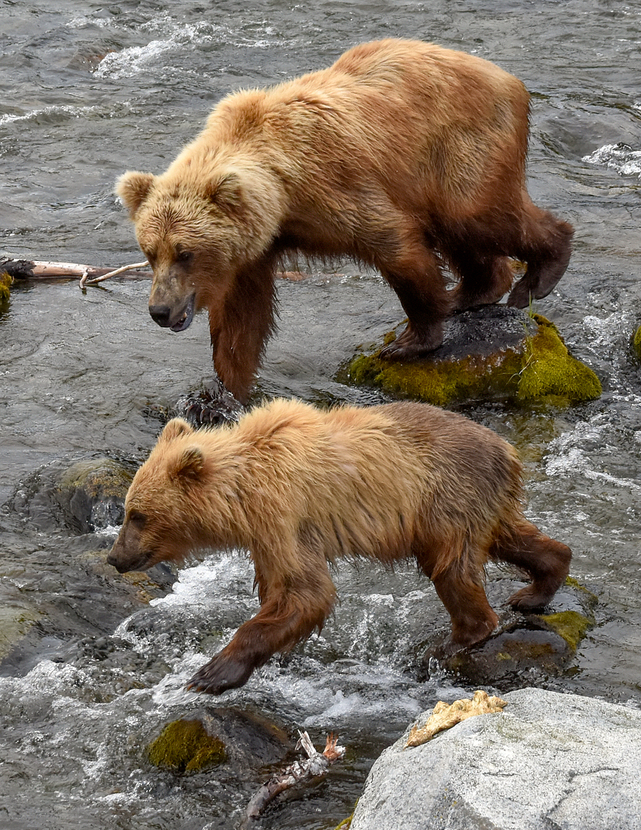 132 and cubs at the Riffles