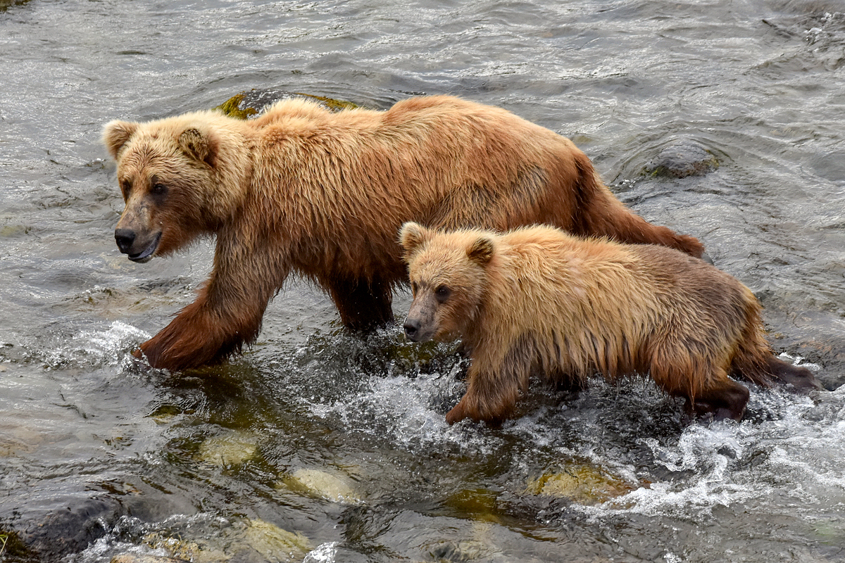 132 and cubs at the Riffles