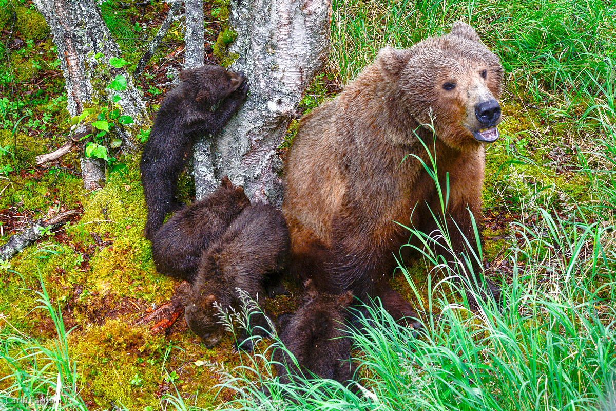 2 of 402's spring cubs