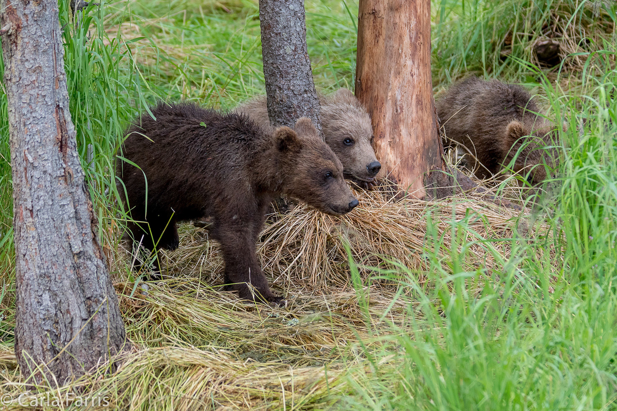 Grazer (128) Cub