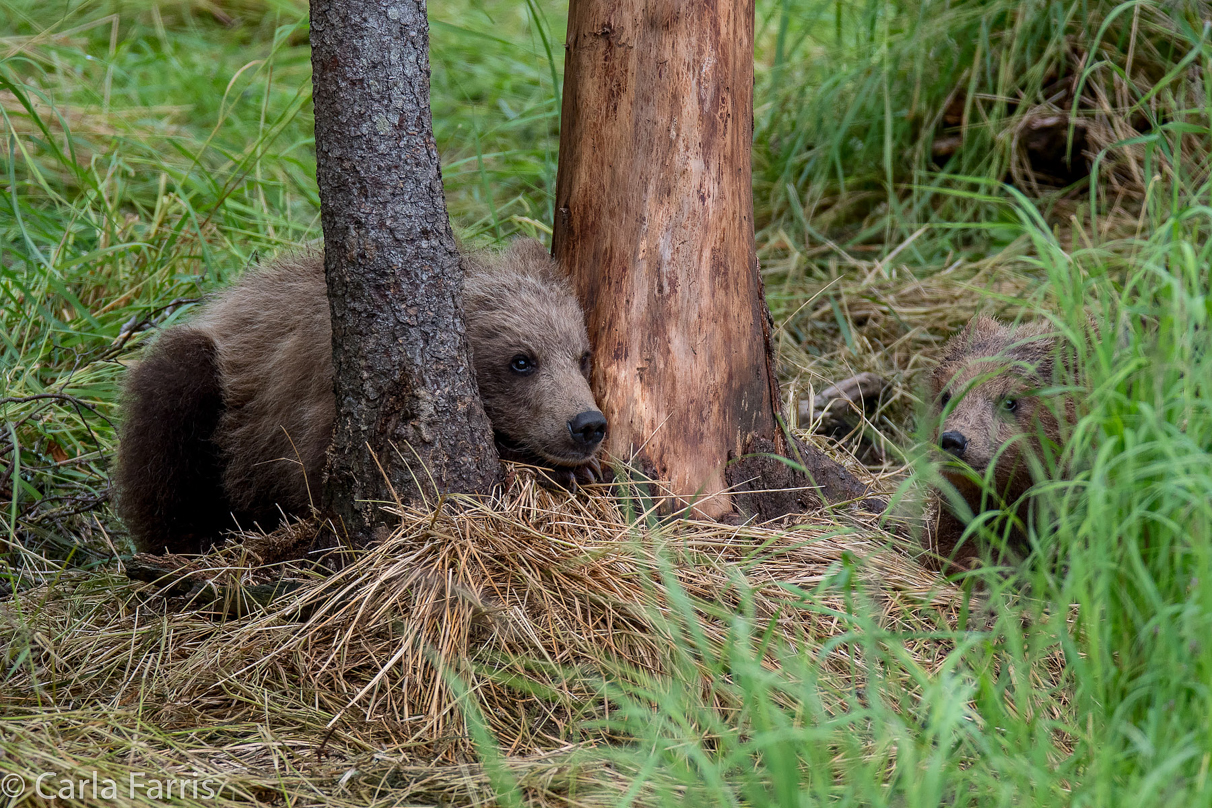 Grazer (128) Cub