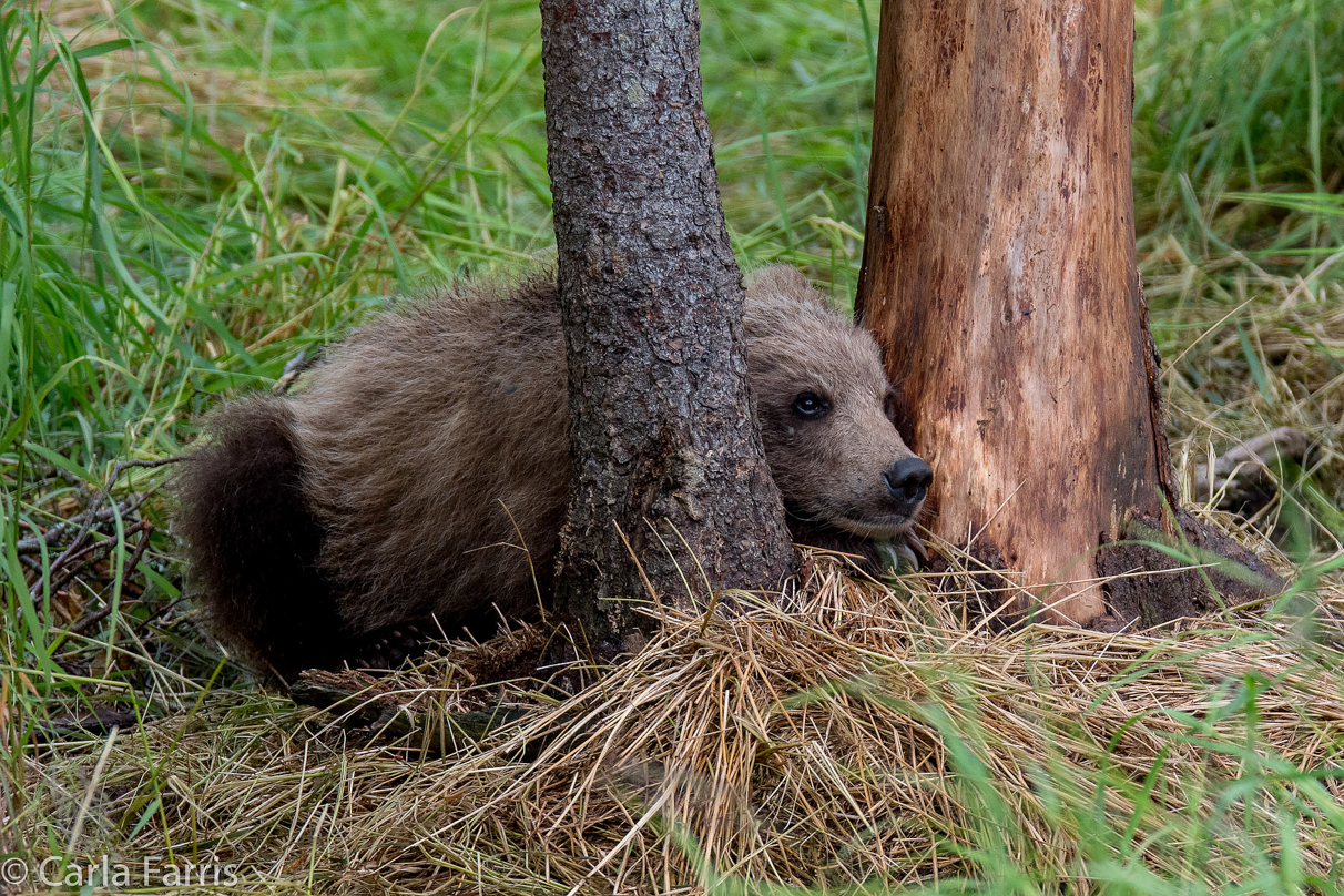 Grazer (128) Cub