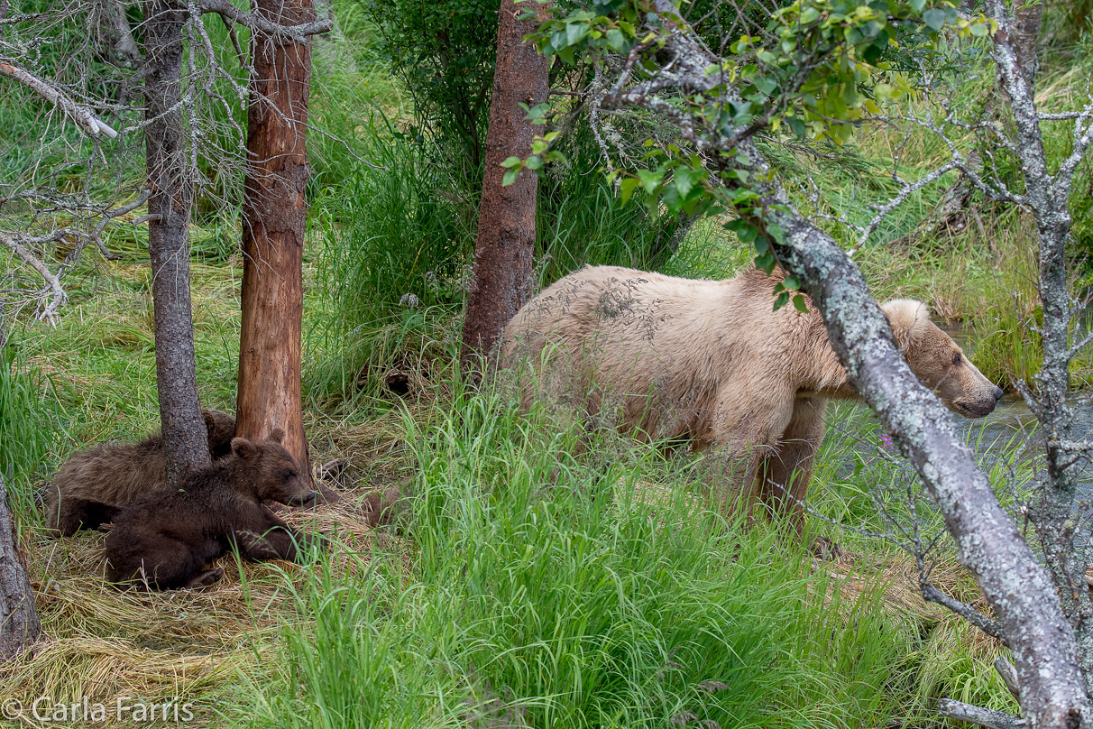 Grazer (128)  & Cubs