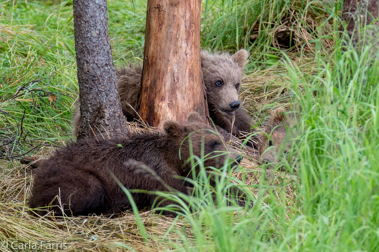 Grazer (128)  & Cubs