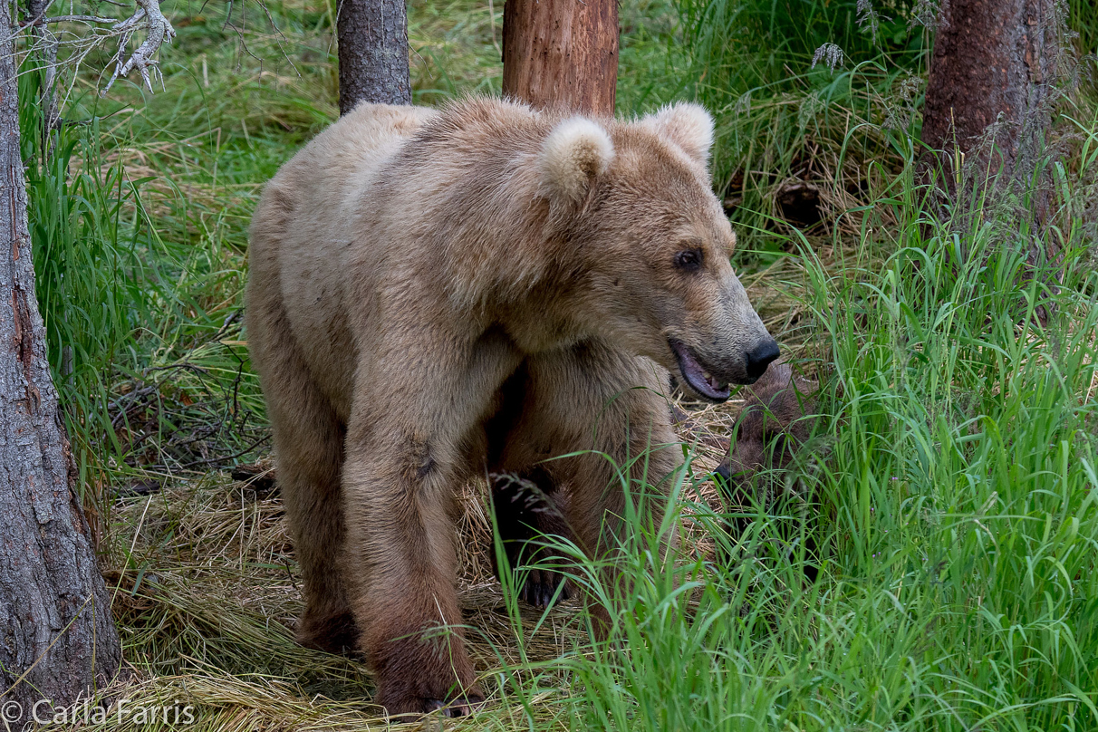 Grazer (128)