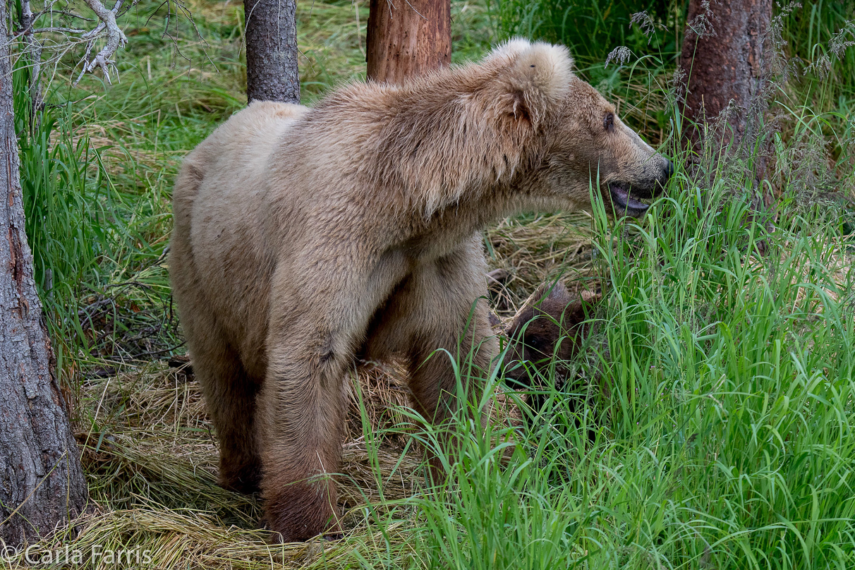 Grazer (128)