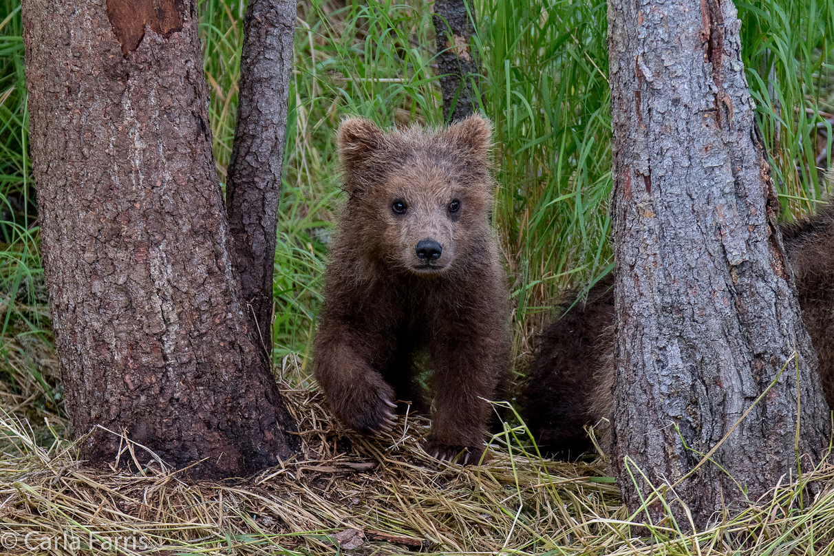 Grazer (128)'s cub