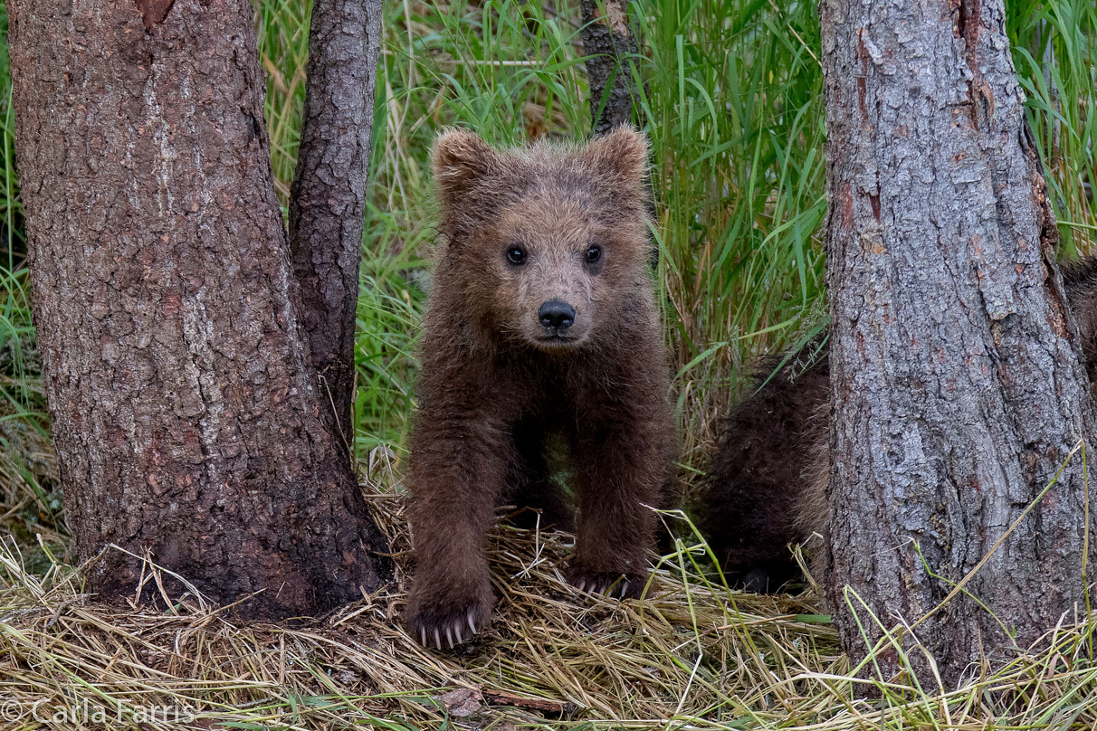 Grazer (128)'s cub