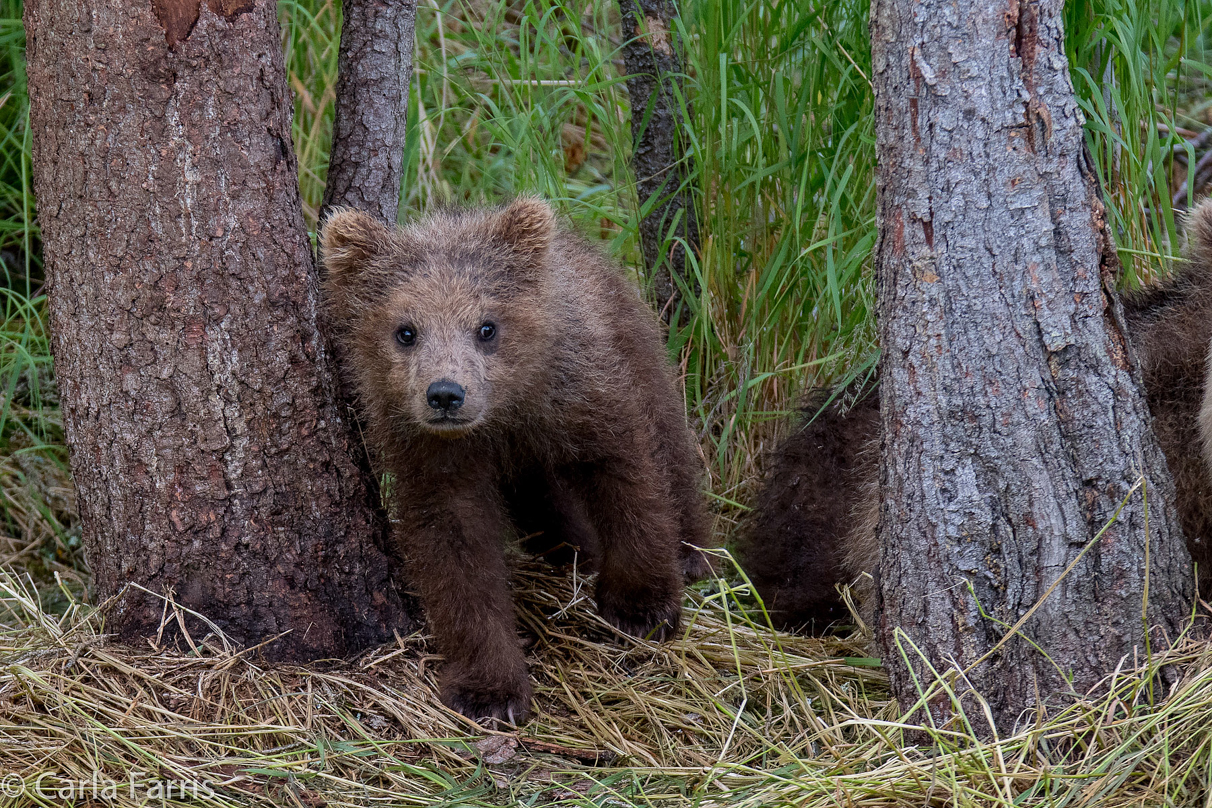 Grazer (128)'s cub