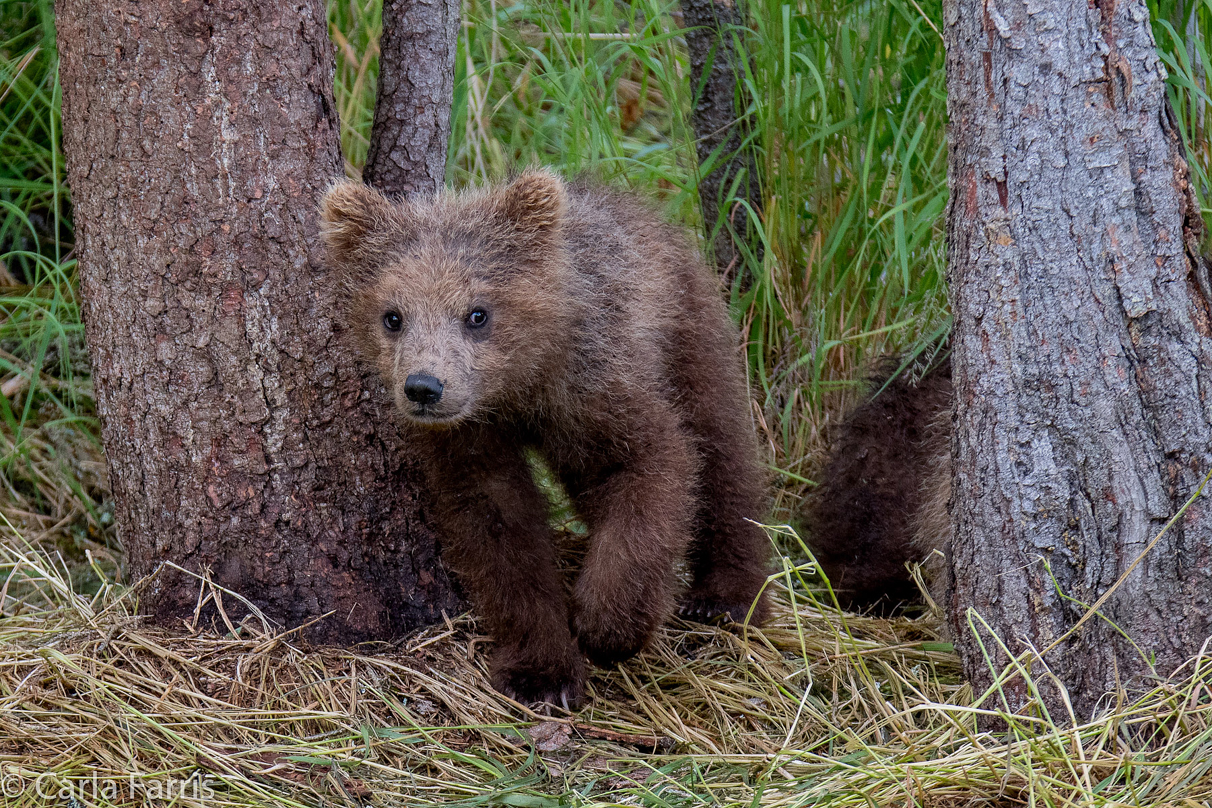 Grazer (128)'s cub