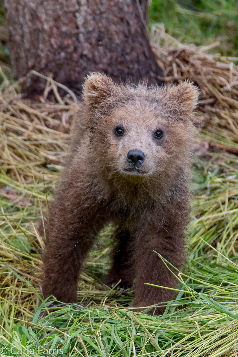 Grazer (128)'s cub