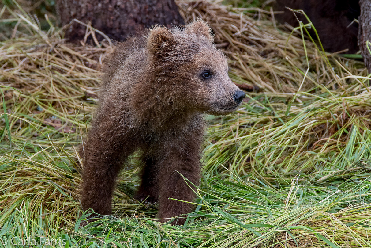Grazer (128)'s cub
