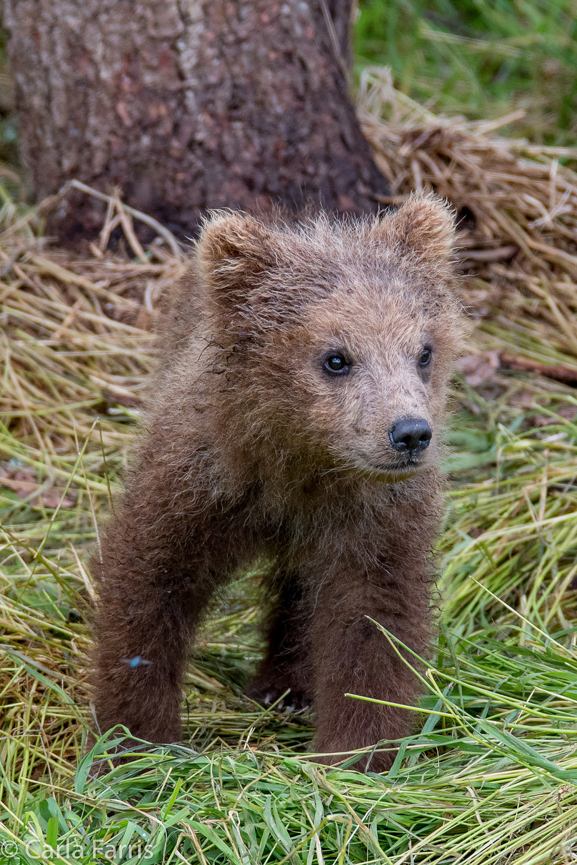 Grazer (128)'s cub
