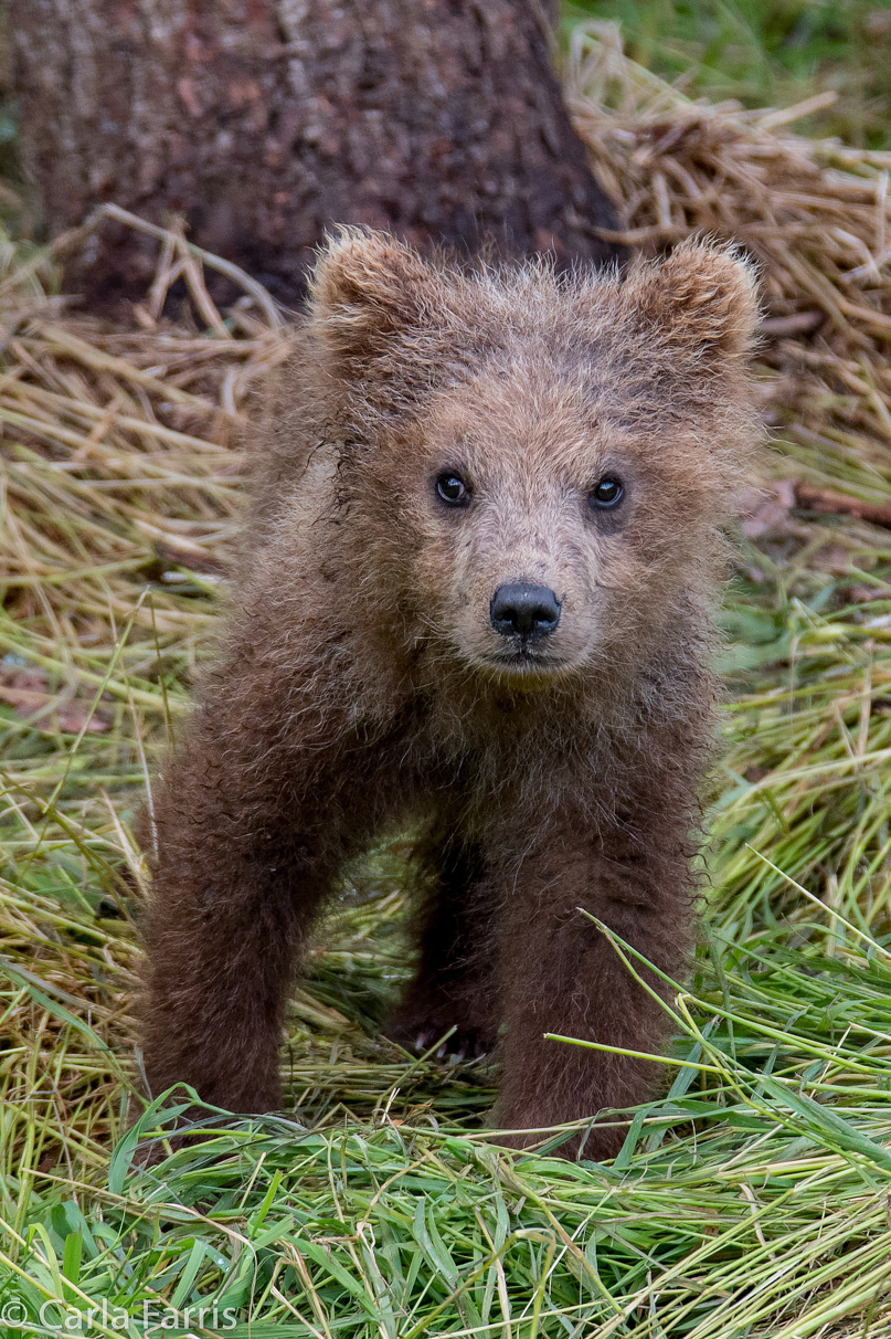 Grazer (128)'s cub