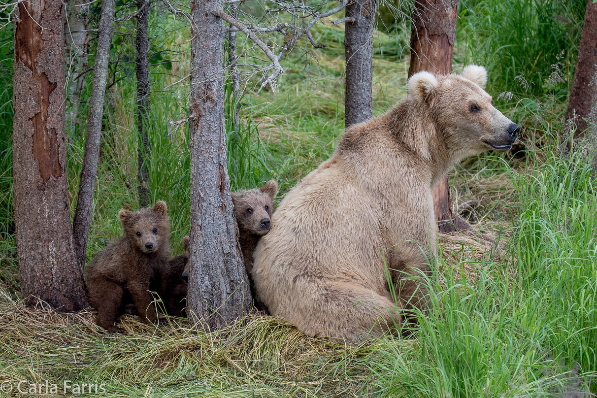Grazer (128) & Cubs