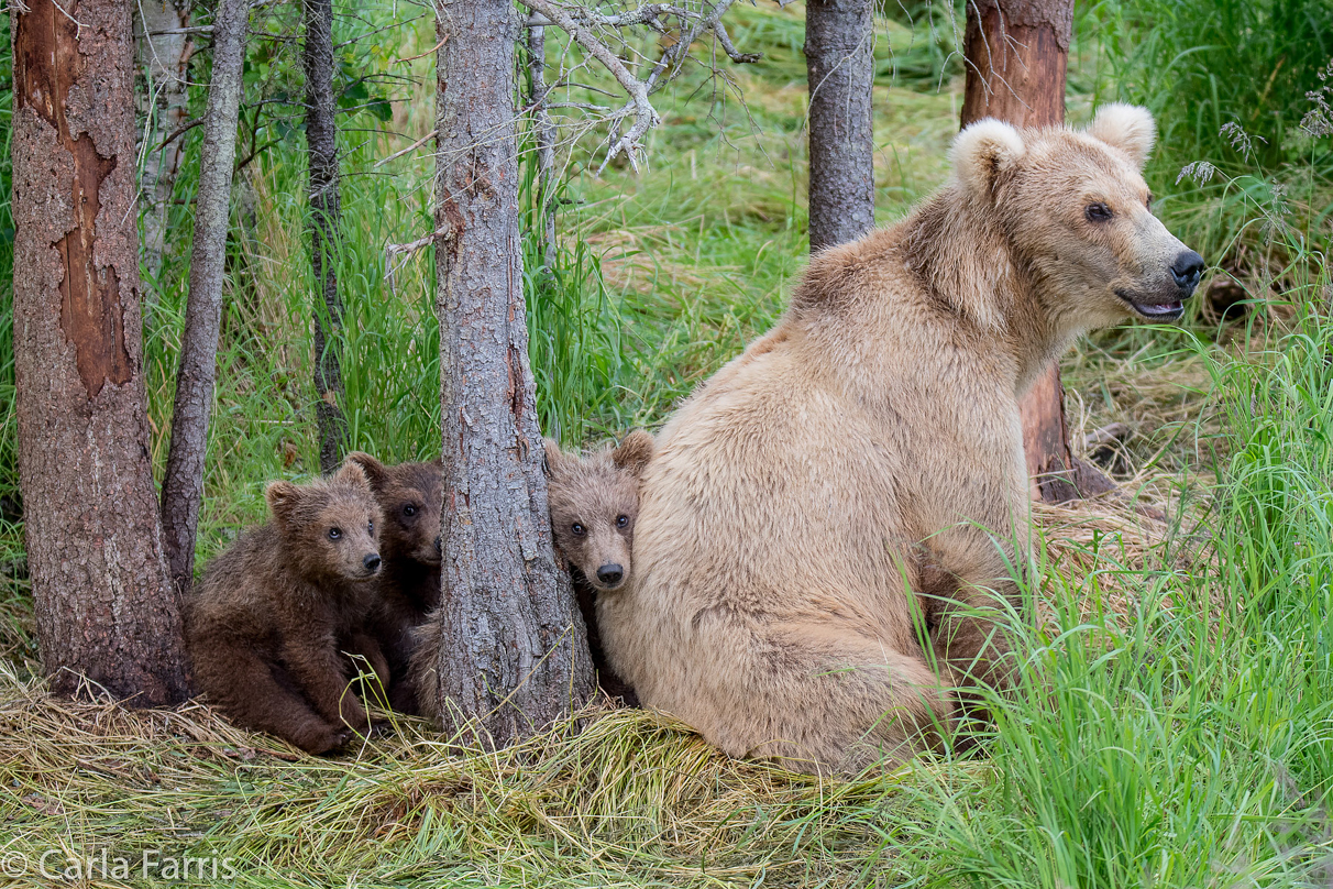 Grazer (128) & Cubs