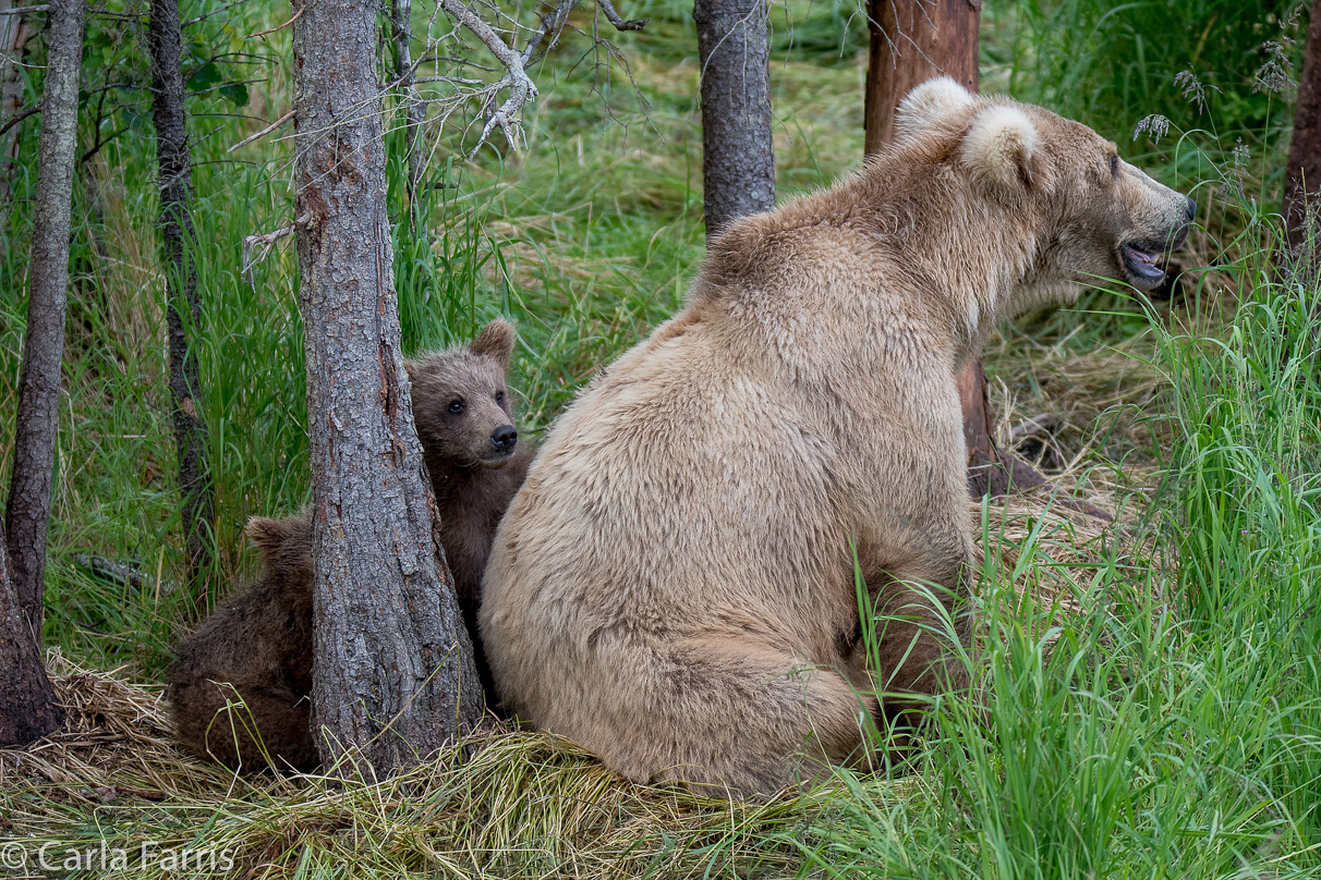 Grazer (128) & Cubs