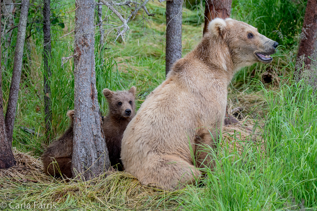 Grazer (128) & Cubs
