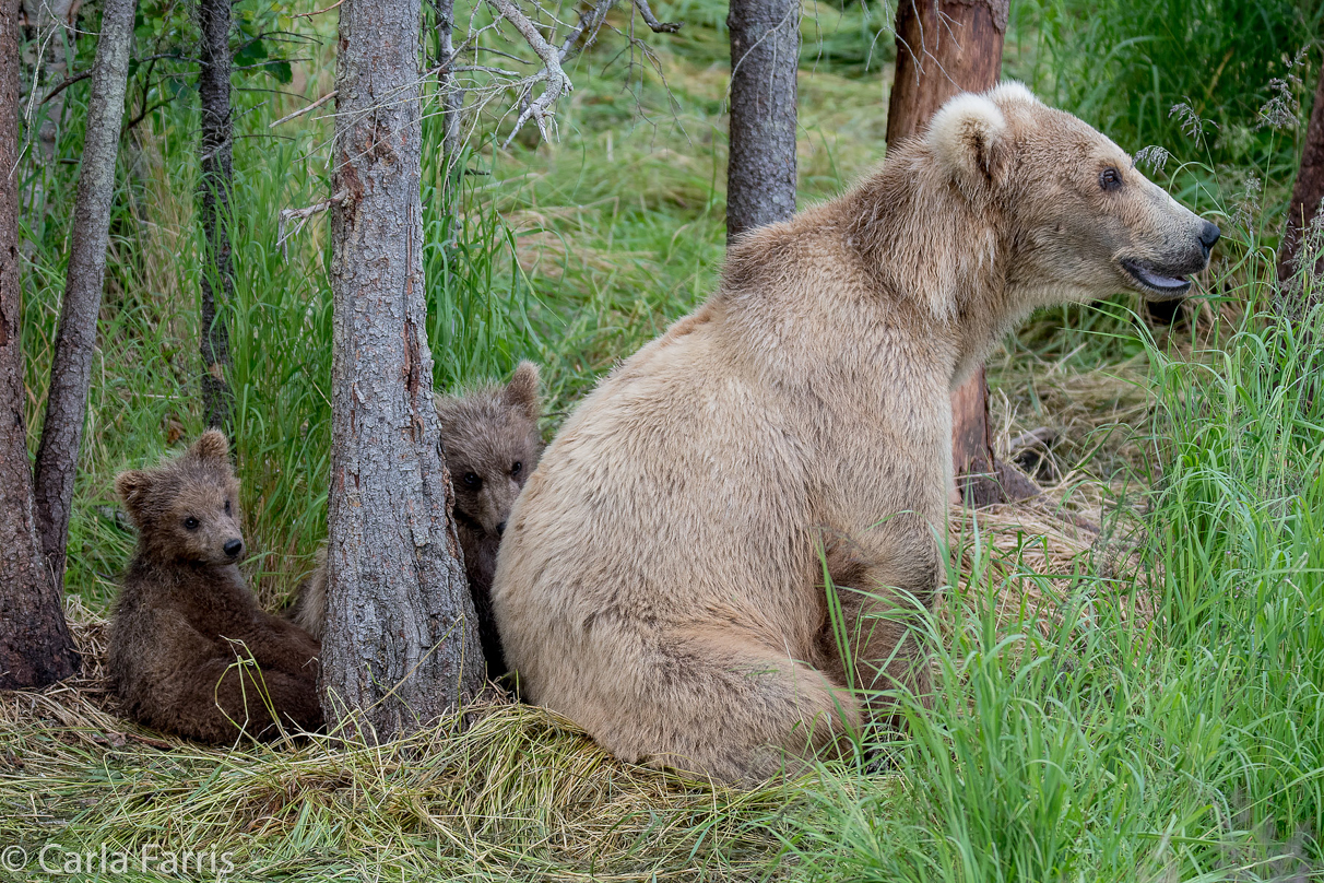 Grazer (128) & Cubs