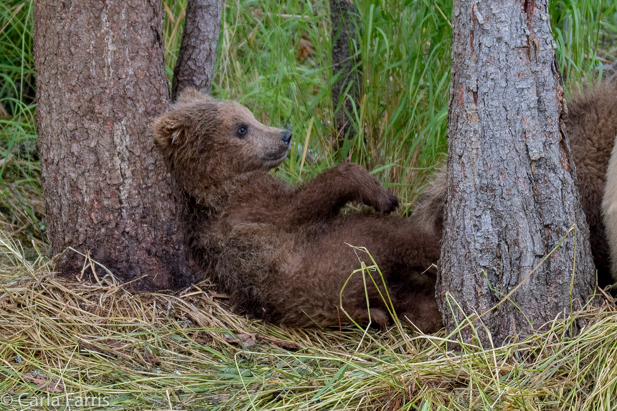 Grazer (128)'s cub