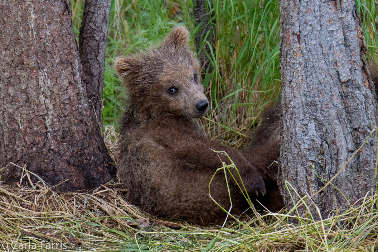 Grazer (128)'s cub
