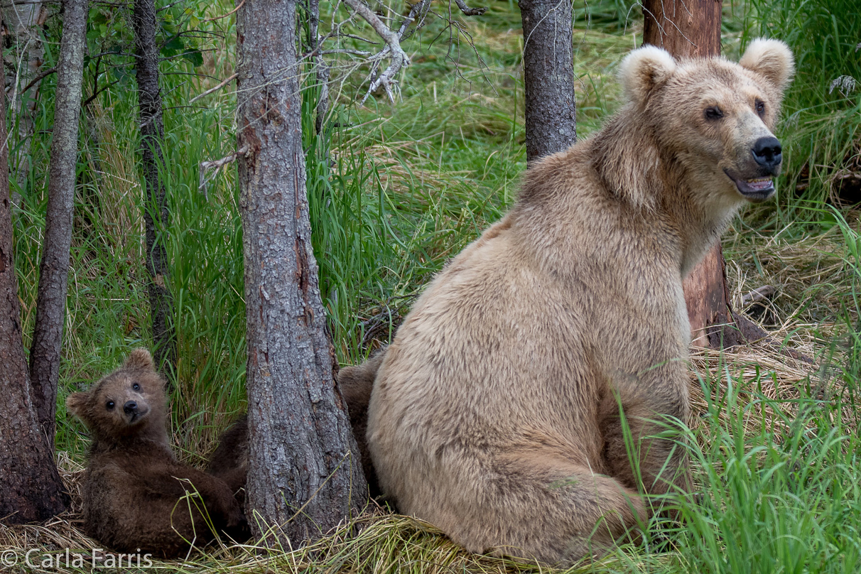 Grazer (128) & Cubs