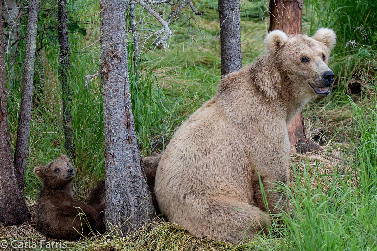 Grazer (128) & Cubs