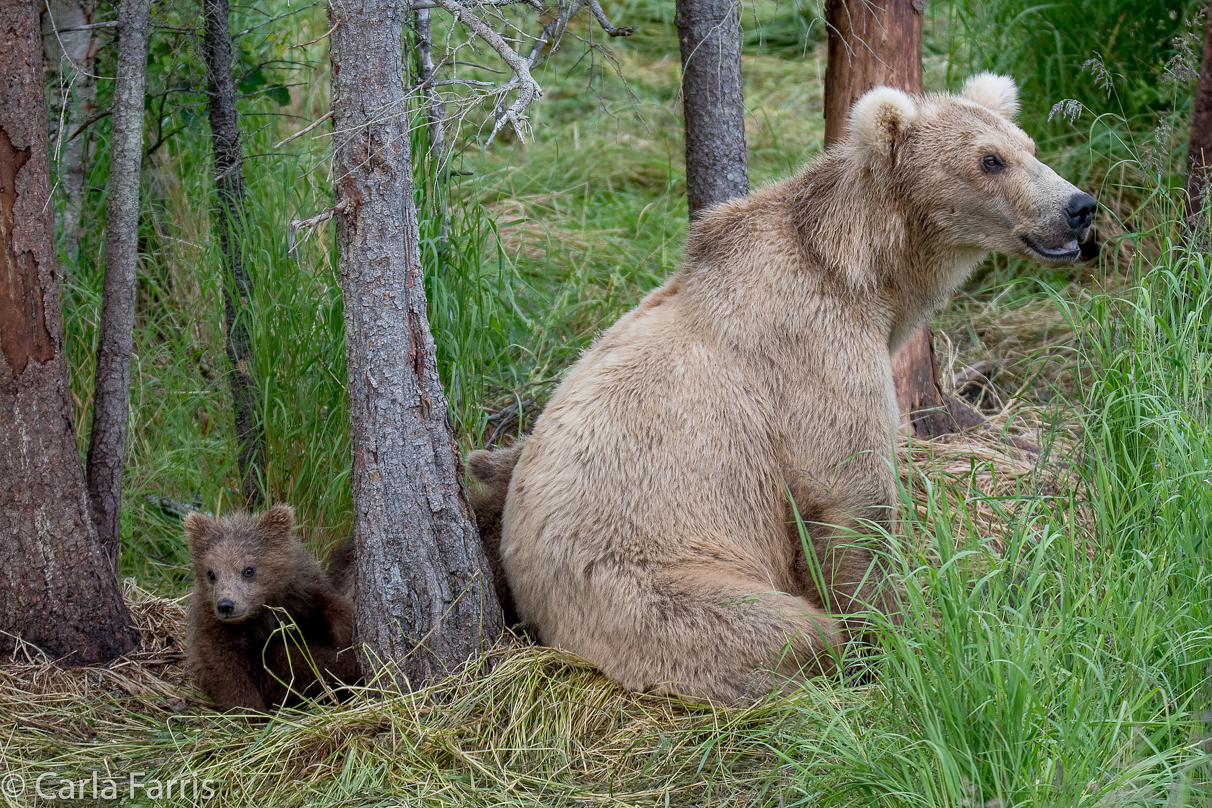 Grazer (128) & Cubs