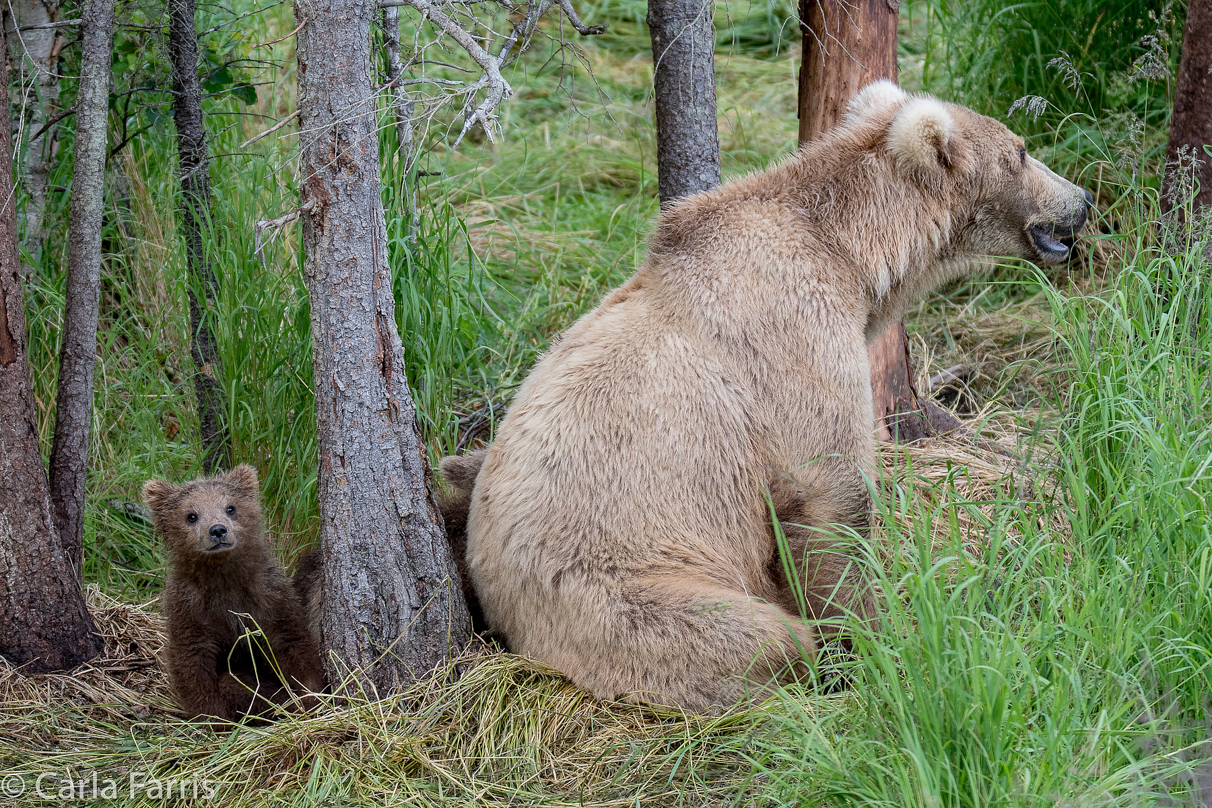 Grazer (128) & Cubs