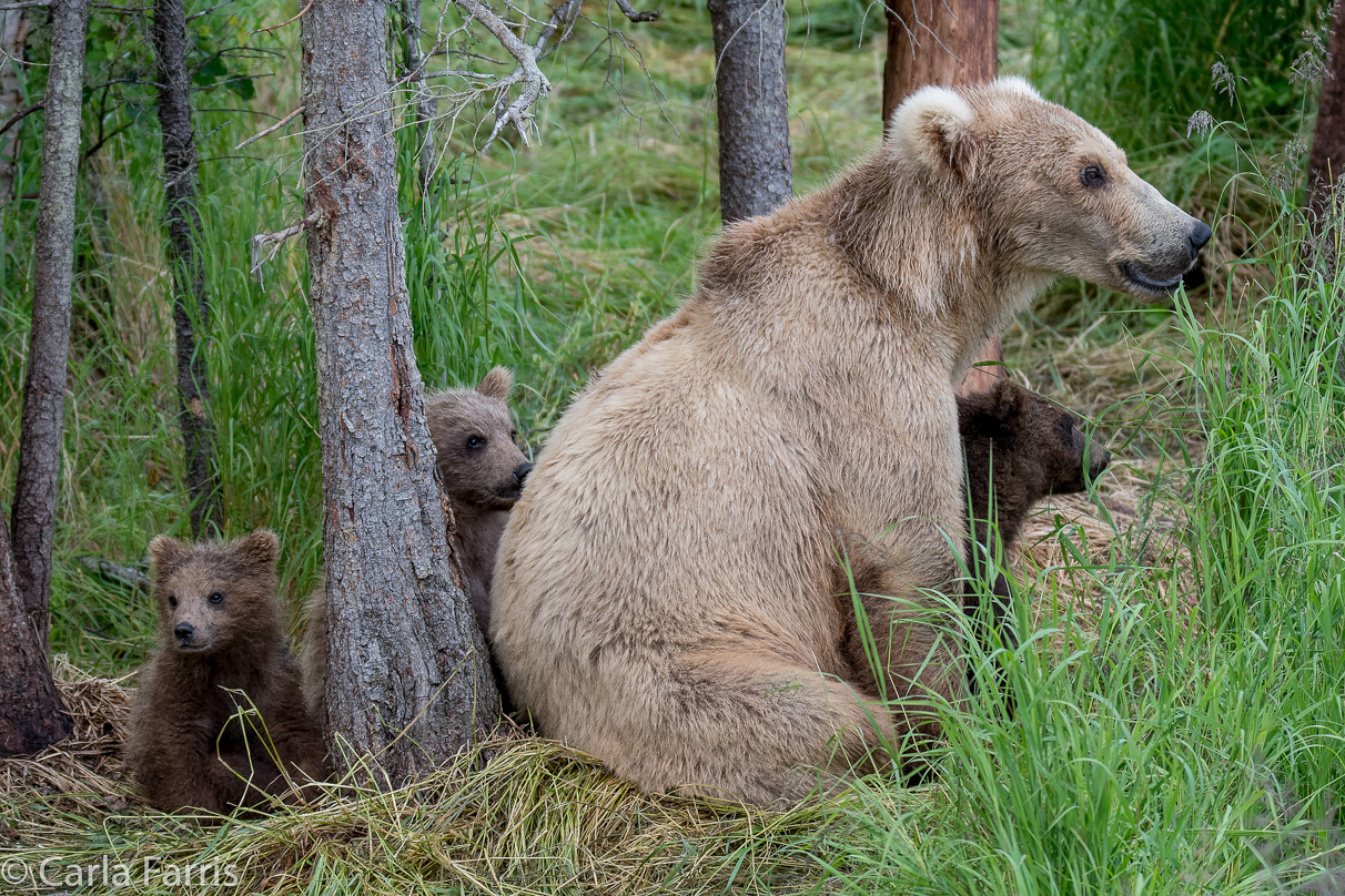 Grazer (128) & Cubs